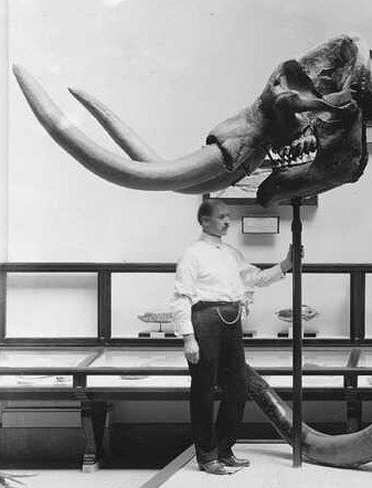 A mastodon reconstructed from fossils